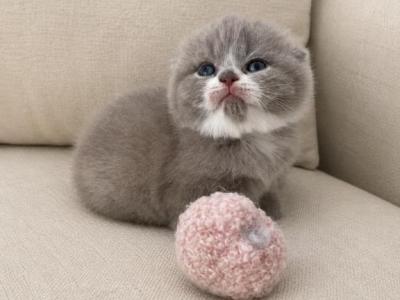 Bicolor Scottish Fold Male Kitten - Scottish Fold - Gallery Photo #1
