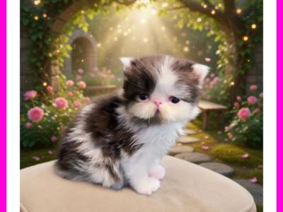 Cfa Chocolate Bicolor Female Persian Kitten - Persian - Gallery Photo #1