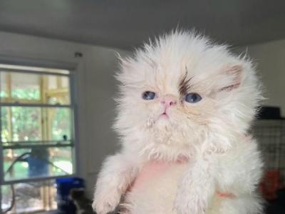 Cfa Chocolate Van Male Persian Kitten - Persian - Gallery Photo #1