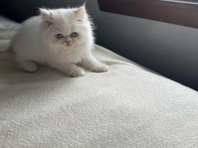 Taylor - Himalayan - Gallery Photo #1