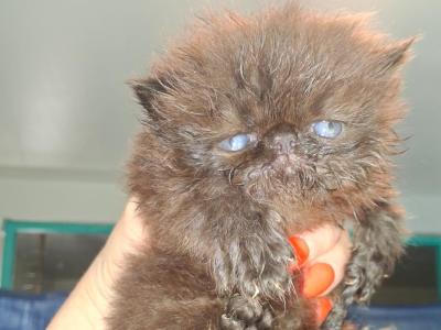 Cfa Chocolate Carrier Show Potential Male - Persian - Gallery Photo #1