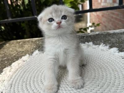 Luna - Scottish Fold - Gallery Photo #1