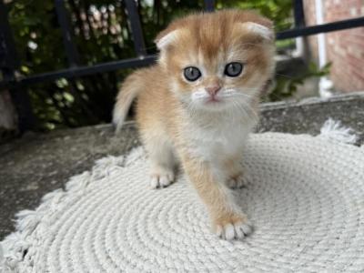 Mika - Scottish Fold - Gallery Photo #1