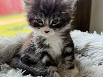 European Maine Coon Kittens - Maine Coon - Gallery Photo #1