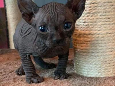 Ziki - Sphynx - Gallery Photo #1