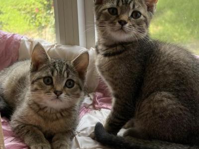 Lariki - Scottish Fold - Gallery Photo #1