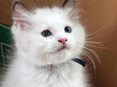 Mid High White Bicolor M - Ragdoll - Gallery Photo #1