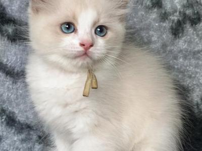 Blue Bicolor M - Ragdoll - Gallery Photo #1
