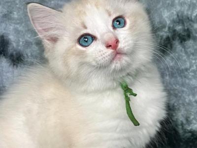 Lynx Bicolor M - Ragdoll - Gallery Photo #1
