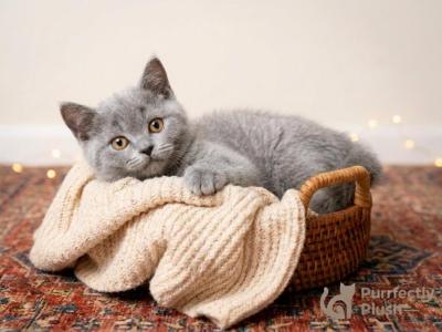 Sally - British Shorthair - Gallery Photo #1