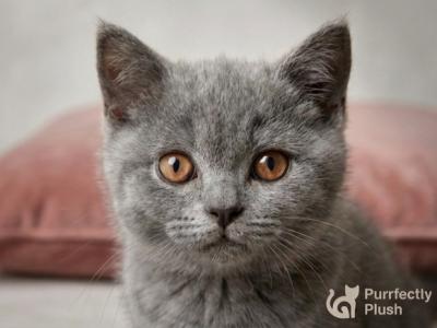 Linus - British Shorthair - Gallery Photo #1
