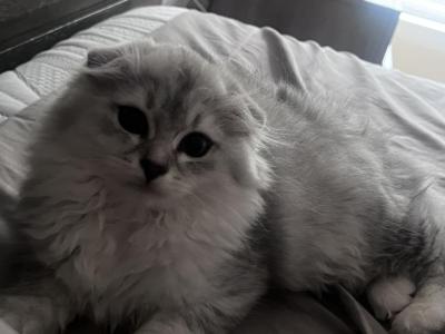 Silver Moon - Scottish Fold - Gallery Photo #1