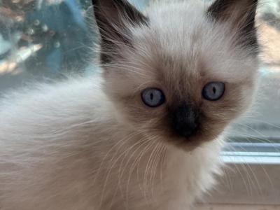 Seal Point Female Ragdoll Kats Ravishing Ragdolls - Ragdoll - Gallery Photo #1