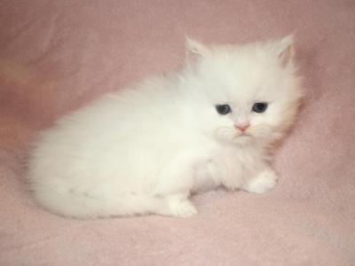 White Persian Female Persian Kitten - Persian - Gallery Photo #1