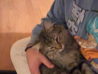 Talking Thomas - Domestic - Gallery Photo #1