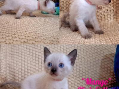 Mango - Siamese - Gallery Photo #1