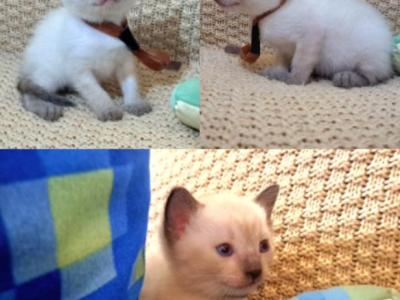 Shrimp - Siamese - Gallery Photo #1