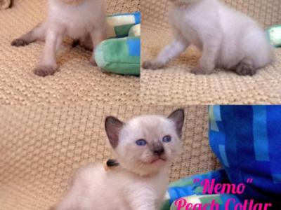 Nemo - Siamese - Gallery Photo #1