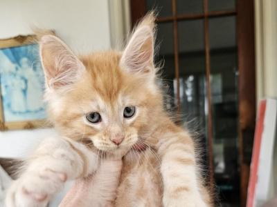Red Maine Coon Kittens - Maine Coon - Gallery Photo #1