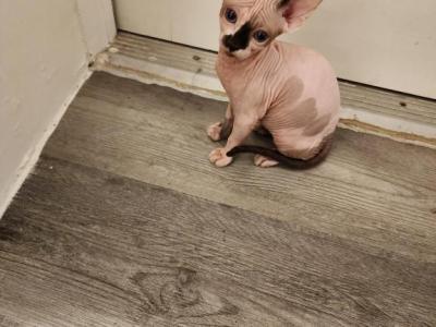 Sphynx - Sphynx - Gallery Photo #1