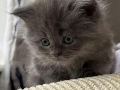 Pearl - Persian - Gallery Photo #1