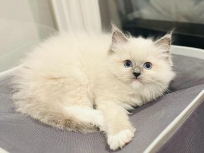 Charlie & Marlie - Ragdoll - Gallery Photo #1