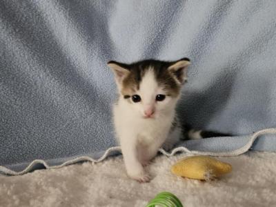 Rebel - Ragdoll - Gallery Photo #1