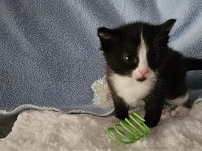 Onyx - Ragdoll - Gallery Photo #1