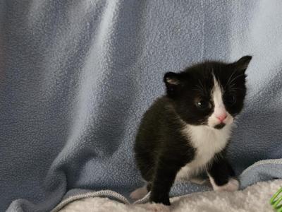 Onyx2 - Ragdoll - Gallery Photo #1