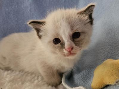 Wyatt - Ragdoll - Gallery Photo #1