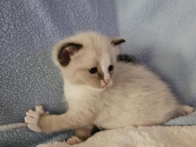 Wyatt - Ragdoll - Gallery Photo #1