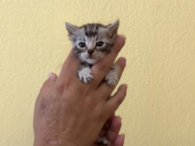 Sloth - Bengal - Gallery Photo #1