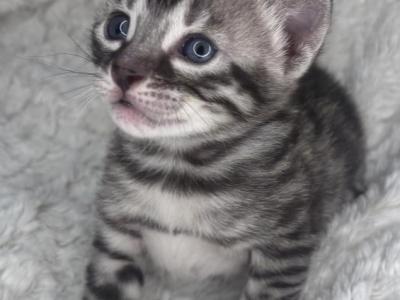 Vet Med - Bengal - Gallery Photo #1