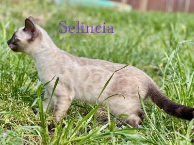 Vet Medicine - Bengal - Gallery Photo #1