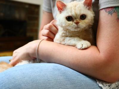 Romeo - Selkirk Rex - Gallery Photo #1
