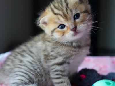 No Name - British Shorthair - Gallery Photo #1