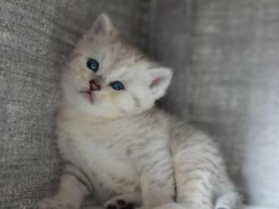 No Name 2 - British Shorthair - Gallery Photo #1