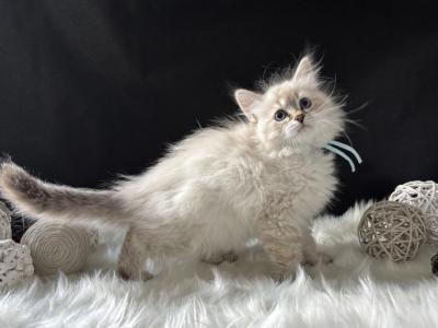 Joy - Siberian - Gallery Photo #1