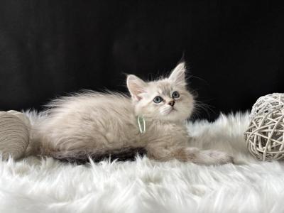 Jasmine - Siberian - Gallery Photo #1