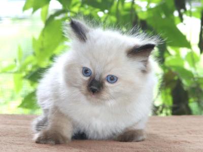 Family Raised Ragdoll Kittens Colorpoint Seal - Ragdoll - Gallery Photo #1