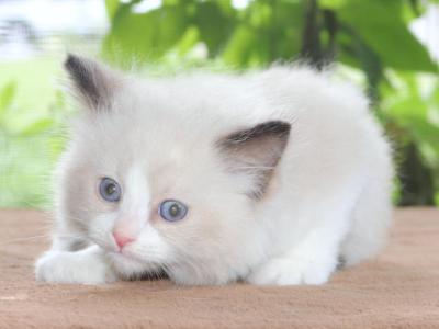 Family Raised Ragdoll Kitten Bicolor Seal Point - Ragdoll - Gallery Photo #1