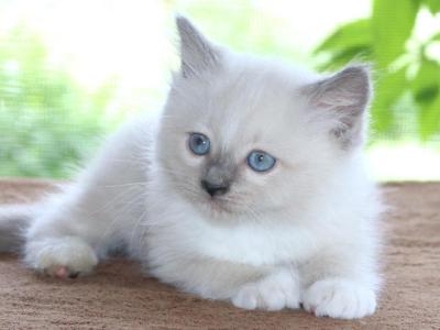 Ragdoll Kitten Blue Lilac Female Mitted TICA - Ragdoll - Gallery Photo #1