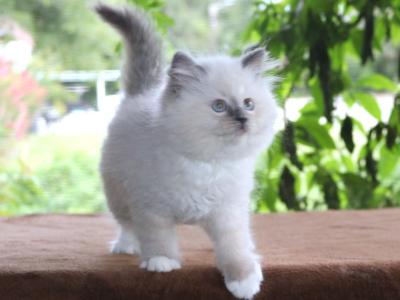 Ragdoll Kitten Luna Blue Lilac Female Mitted - Ragdoll - Gallery Photo #1