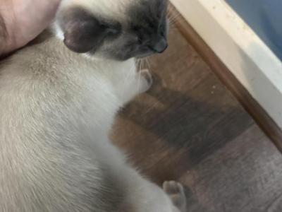 Nala - Siamese - Gallery Photo #1