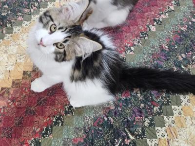 Maine Coon Kitten Female - Maine Coon - Gallery Photo #1