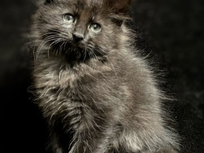 Atreus - Ragdoll - Gallery Photo #1