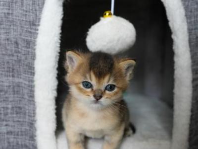 No Name 3 - British Shorthair - Gallery Photo #1