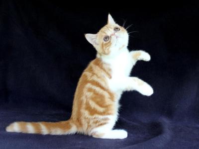 Exotic Shorthair Persian Kittens - Persian - Gallery Photo #1