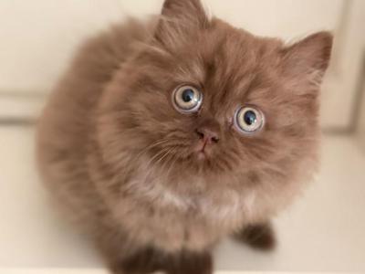 Chocolate British Longhair Female - British Shorthair - Gallery Photo #1