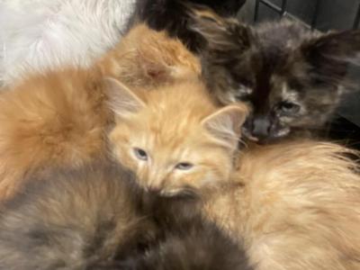 Fuzz Balls - American Shorthair - Gallery Photo #1